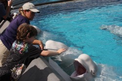 Tyler feeding the hungry whales