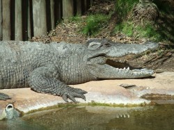 We fell in love with this 'laughing' crocodile